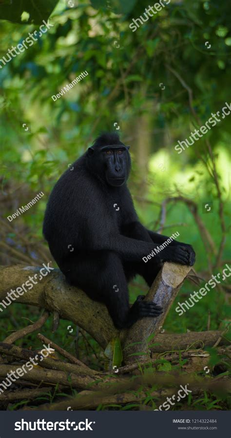 Monyet Tangkoko Sulawesi Utara Indonesia Stock Photo 1214322484 ...