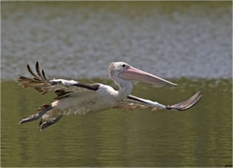 Australian Pelican - BirdForum Opus | BirdForum