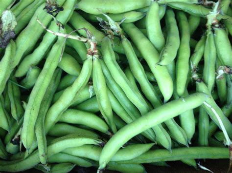 Fava Beans | Recipes from Nash's Organic Produce