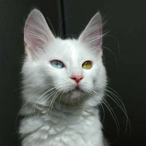 10 Rarest Cat Breeds in the World - Rarest.org