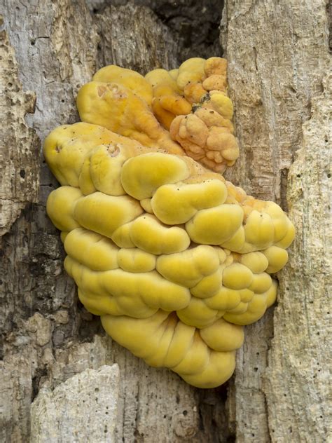 Yellow Brain Fungus | Yellow brain fungus (maybe?) at the Ra… | Flickr