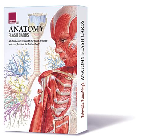 Human Anatomy And Physiology Flashcards Printable | Anatomy Worksheets