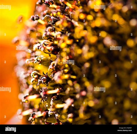 Sunflower head in detail from side Stock Photo - Alamy