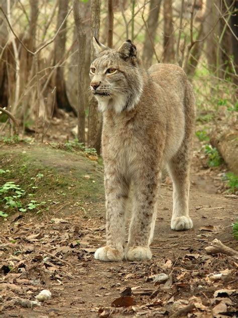 Lynx Habitat and Distribution - Feline Facts and Information