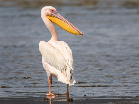 Great White Pelican - eBird