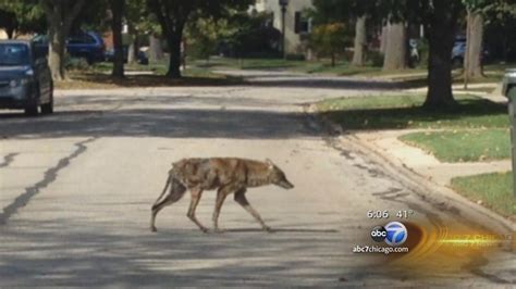 Coyote ventures into Chicago suburb Riverside during daylight hours ...