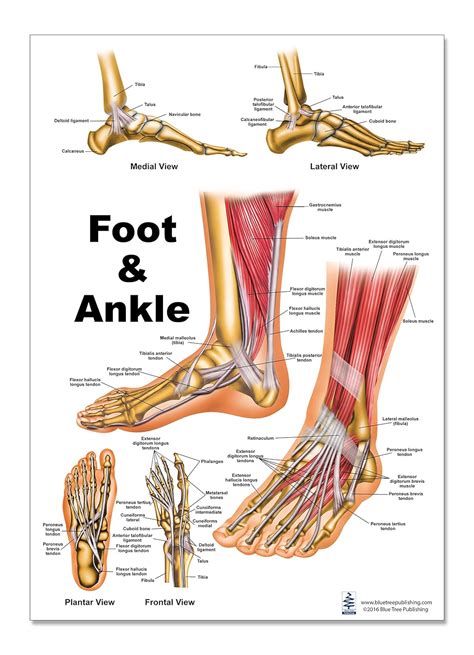 [DIAGRAM] Anatomical Diagram Of Foot - MYDIAGRAM.ONLINE