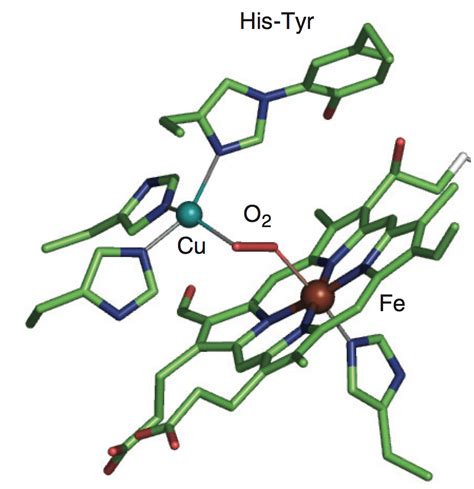 Cytochrome C Oxidase