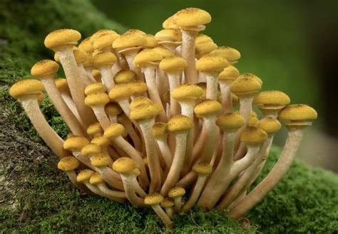 Armillaria mellea, Honey Fungus