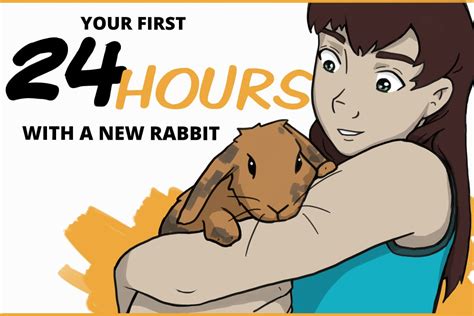 Your First 24 hours With a New Pet Rabbit