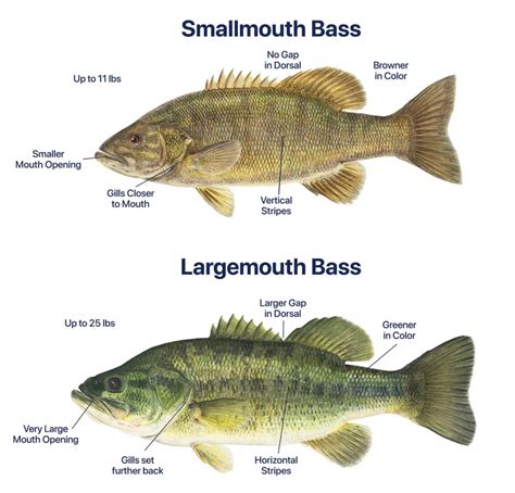 Smallmouth vs Largemouth Bass