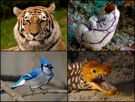 Difference Between Chordates and Vertebrates | Definition ...