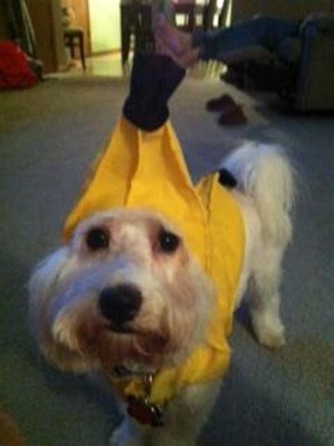 Chiquita Banana Dog Costume by Rasta Imposta | BaxterBoo