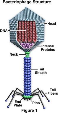 Molecular Expressions Cell Biology: Virus Structure