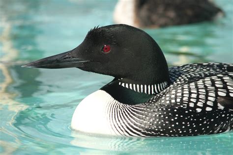 Common Loon - International Bird Rescue