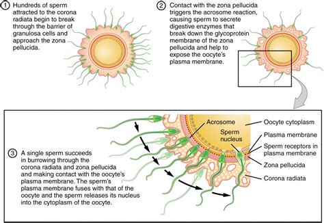 Explain The Path An Ovum Takes During Ovulation