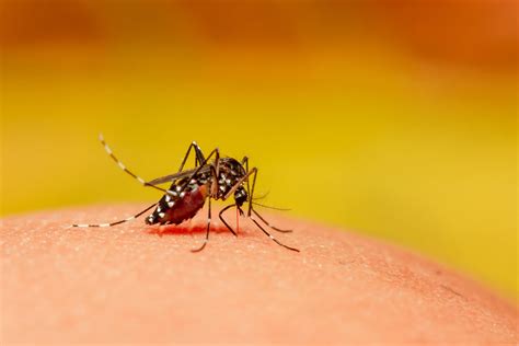 Saiba mais sobre como fazer o tratamento da dengue - PartMed - A maior ...