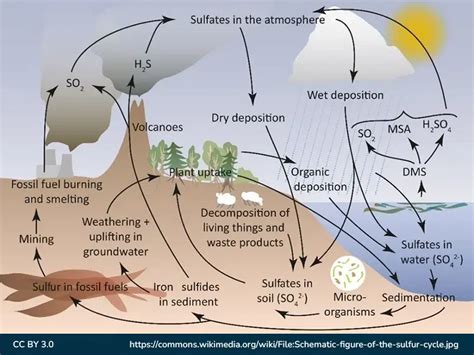 Sulfur Cycle - Steps, Diagrams, & its Importance - GeeksforGeeks