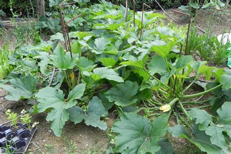 Growing Zucchini: Tips for Planting, Care, and Harvesting - Garden Savvy