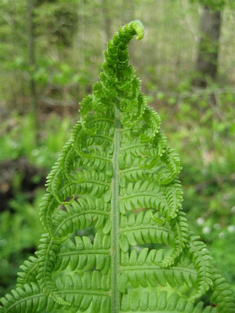 Fern fractal by CAStock on DeviantArt