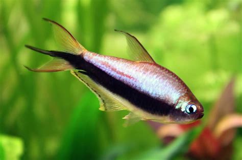 How to Maintain Emperor Tetra Fish in Aquarium - fish-hobbyist