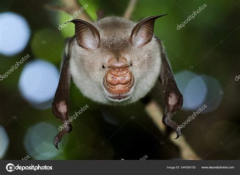 Portrait of leaf-nosed bat, Macronycteris vittatus Stock Photo by ...