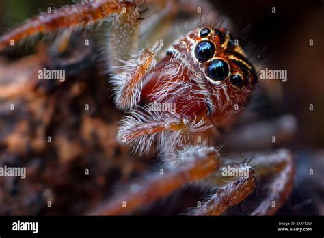 Detailed portrait of a jumping spider, close-up with the salticidae ...