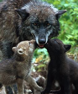 Wolf families | UK Wolf Conservation Trust