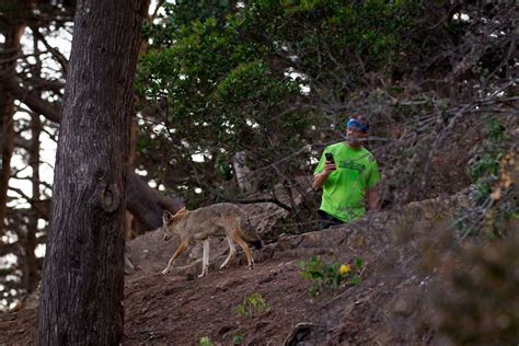 Urban Coyotes - Conservation Visual Storytellers Academy