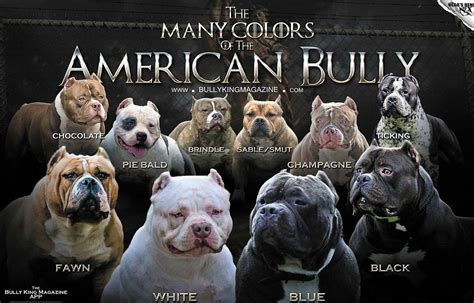 The Many Colors Of The American Bully | by BULLY KING Magazine | BULLY ...