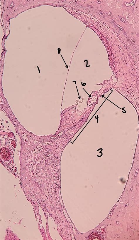 Histology of Cochlea Diagram | Quizlet