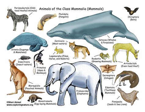 All About Mammals - Lecture