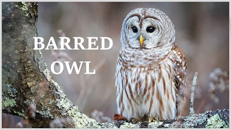 Barred owl call - hear the many different sounds of the barred owl ...