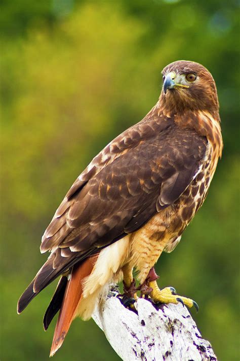 Red-Tailed Hawk Photograph by Bill Barber - Pixels