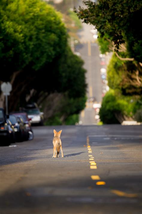 Urban Coyotes - Conservation Visual Storytellers Academy