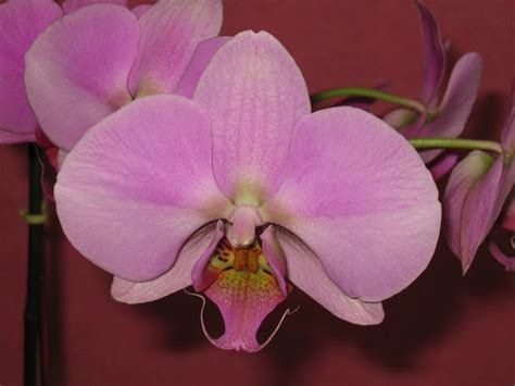 phalaenopsis colors question : orchids