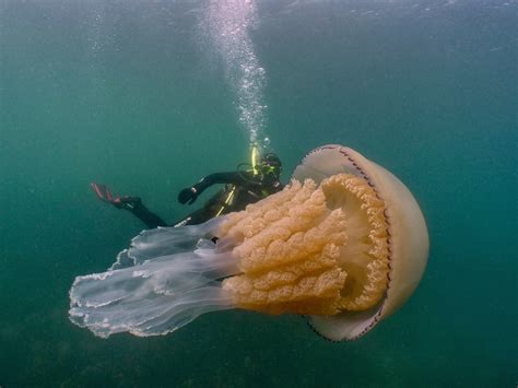 ‘An incredible moment’: Giant jellyfish captured on camera swimming ...