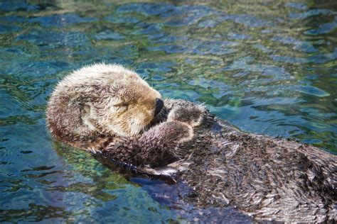 Sea Otter sleeping