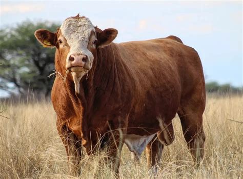 Simmentaler Cattle South Africa