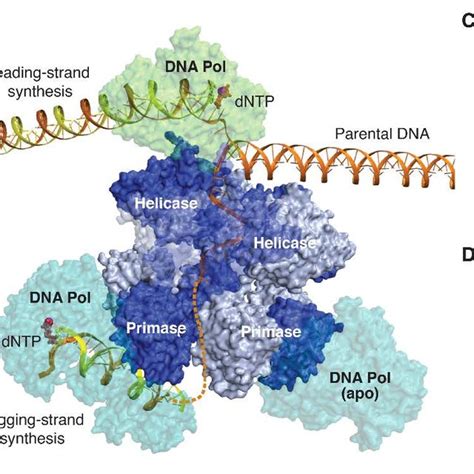 Structure of the leading-strand gp4-gp5 complex. (A) The DNA fork ...