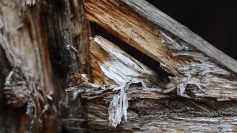 Rotting Wood Rotten - Free photo on Pixabay