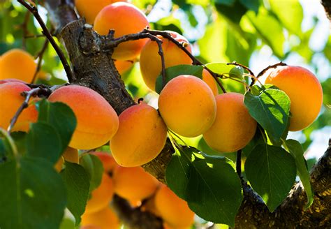 5 Fast-Growing Fruit Trees for a Beginner's Backyard Orchard - Food ...