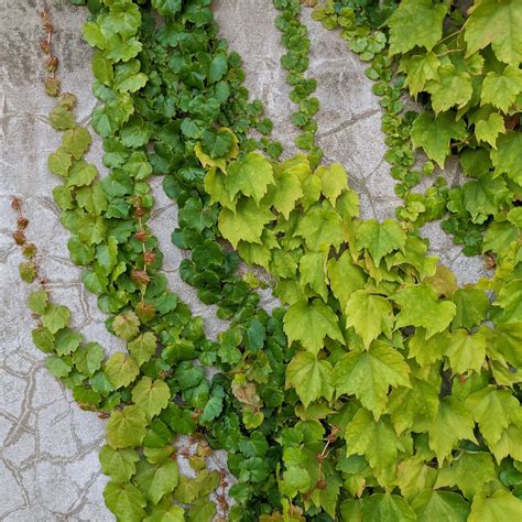 Top 10 Ground Cover Creeper and Climber Plants 2022 - TheTreeShop