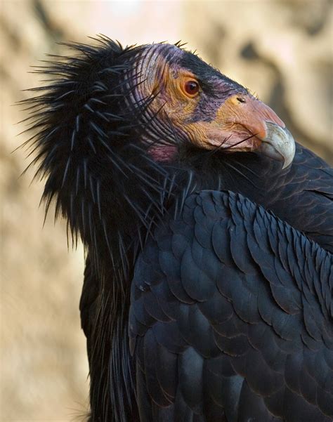 Species Recovery - California Condor-Gymnogyps californianus