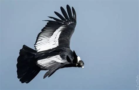 Andean Condor - Description, Habitat, Image, Diet, and Interesting Facts