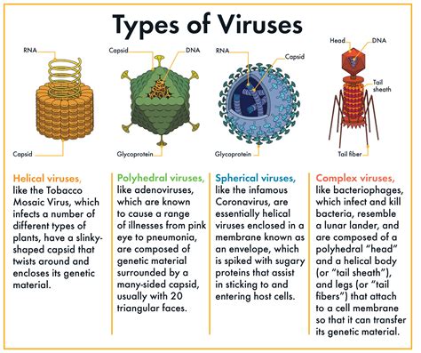 List 94+ Pictures Virus Images With Names Updated