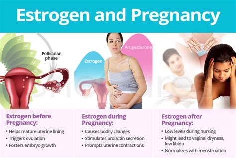 Estrogen and Pregnancy | SheCares