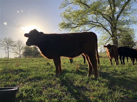 Angus Cattle - Jenkins Farms