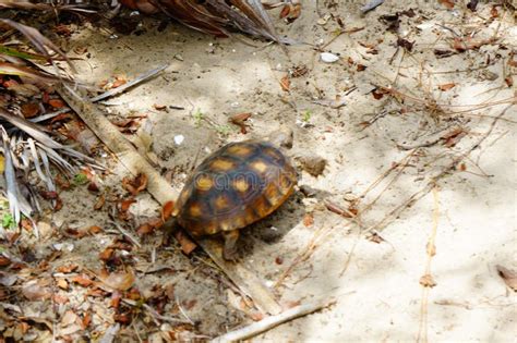 Gopher turtle in habitat stock image. Image of nature - 75630105