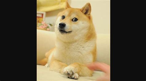 The Shiba Inu dog from the doge meme turns 16, celebration post goes ...